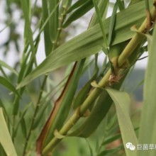 2018年食用菌菌種市場分析 價(jià)格、批發(fā)與進(jìn)出口趨勢